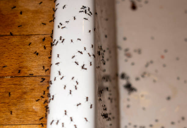 Best Pest Control Near Me  in North Logan, UT