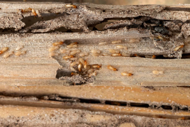 Best Pest Removal Services  in North Logan, UT