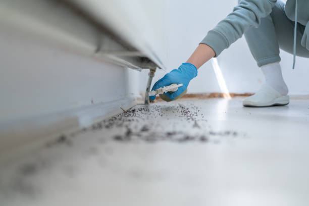 Best Spider Control Near Me  in North Logan, UT